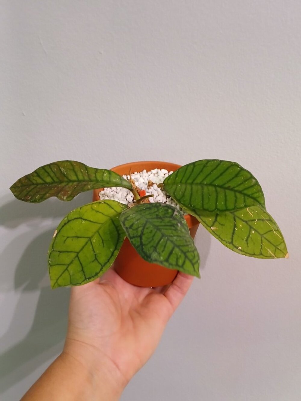 Hoya Ranauensis